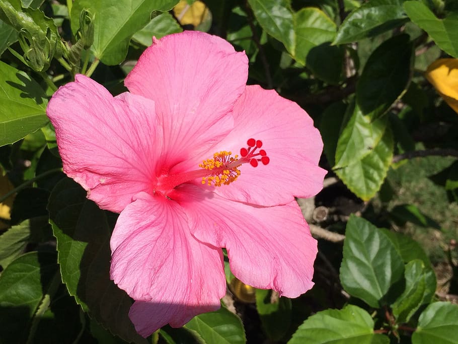 Hibiscus, Flower, Pink, Tropical, hawaiian, stamen, garden, HD wallpaper