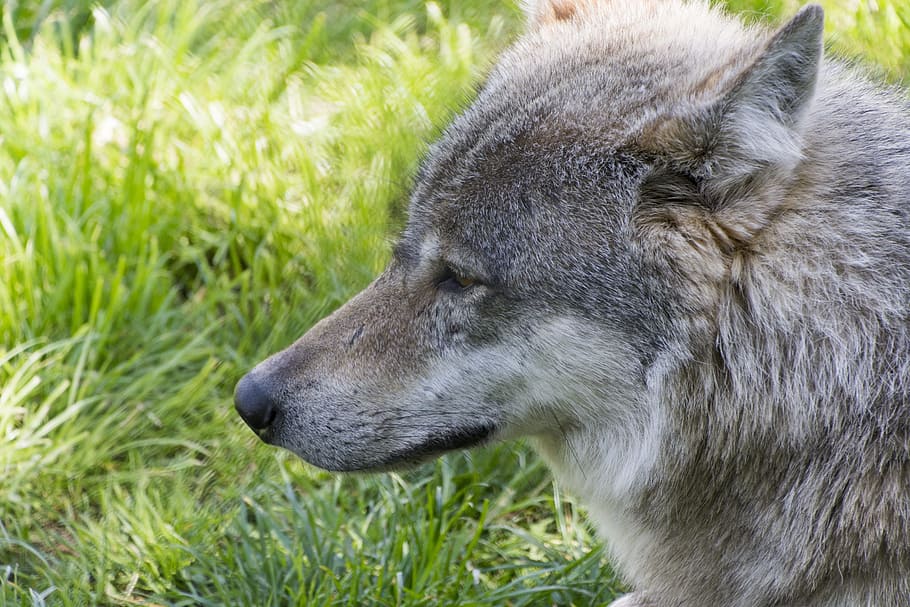 beast, wolf, predator, one animal, animal themes, grass, animal wildlife HD wallpaper