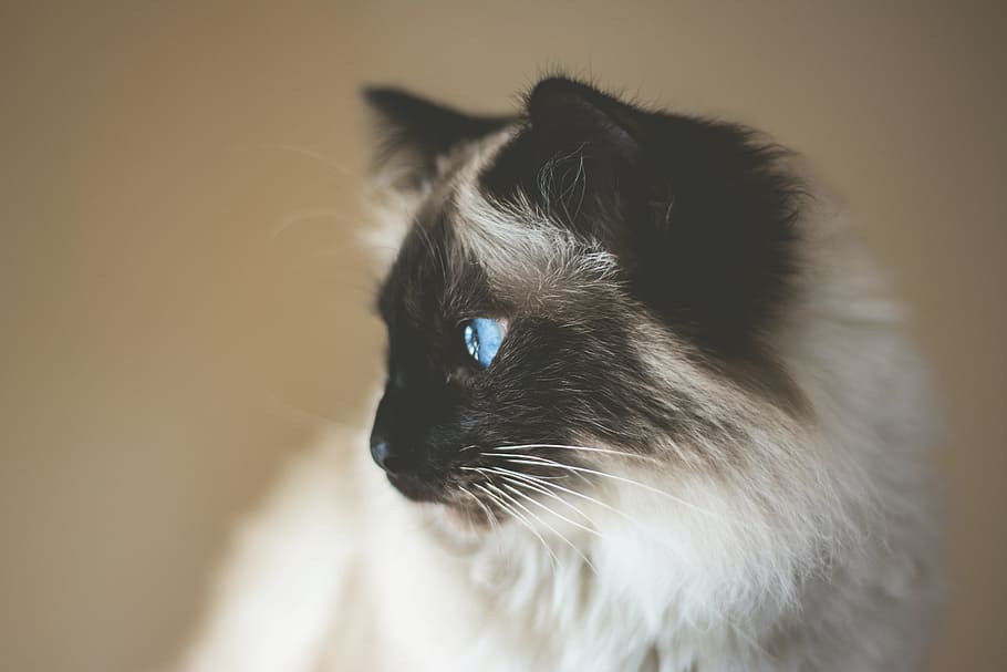 short-coated white and black kitten, Himalayan cat selective focus photography HD wallpaper