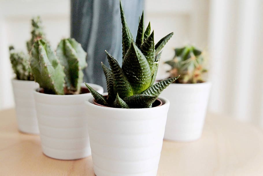 HD wallpaper: green succulent plants on white ceramic pots, cactus ...