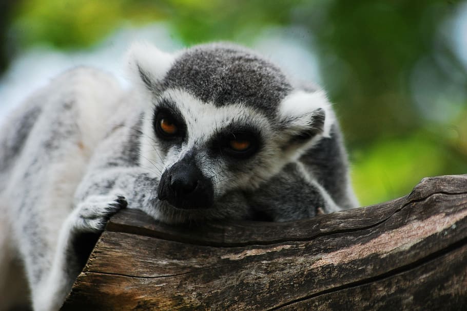 lemur, sitting, zoo, clear, zoological garden, animal, lemurs HD wallpaper