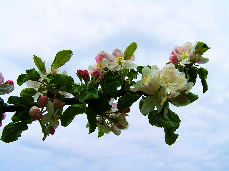 blooming apple tree, white-pink flower, spring, plant, flowering plant HD wallpaper