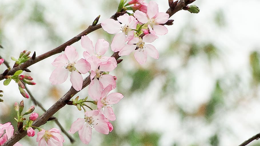 close-up photo of cherry blossom tree, flowering, cherry blossoms HD wallpaper