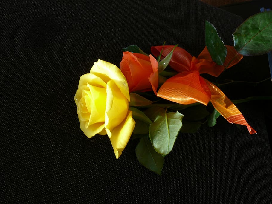 Loop, Blossom, Bloom, Roses, flowers, yellow, nature, leaf HD wallpaper