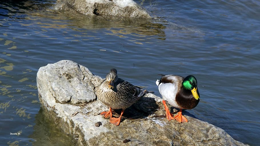 birds, two, ducks, lake, water birds, beak, nature, the stones HD wallpaper
