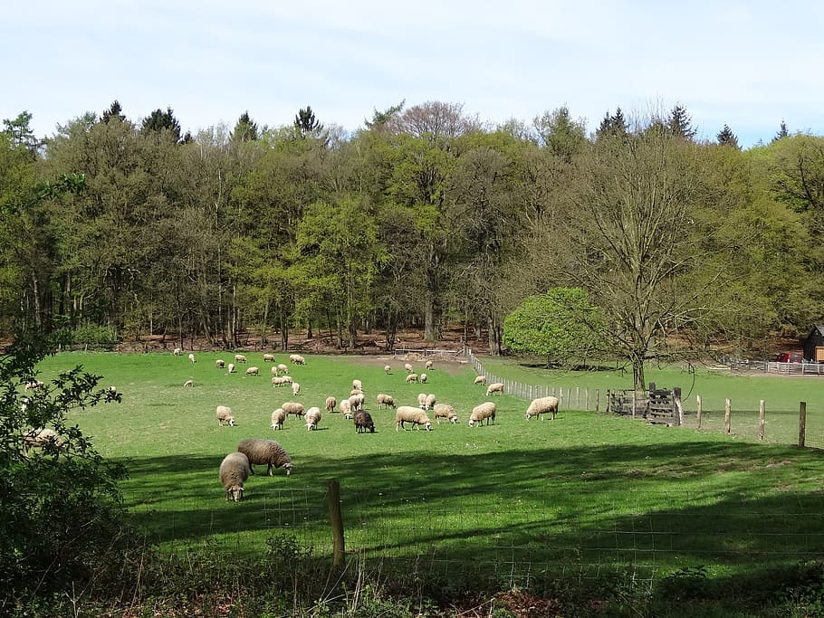 sheep, lamb, white sheep, nature, grass, meadow, mammal, pasture, HD wallpaper