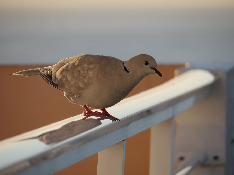 honey for pigeons