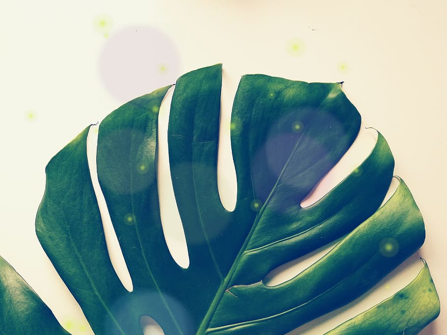 Swiss Cheese plant, tropical, leaf, exotic, nature, jungle HD wallpaper