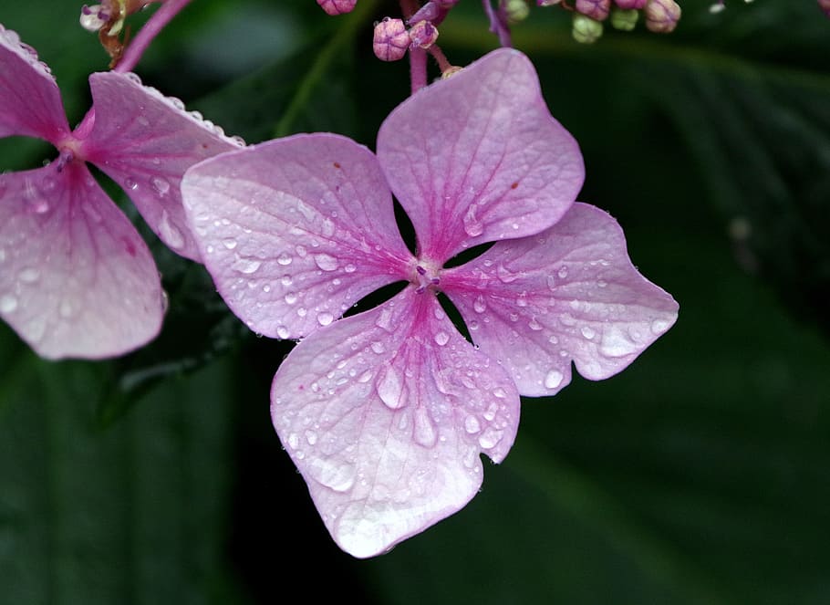 flower, nature, rain, dew, summer flowers, macro, pink flower HD wallpaper