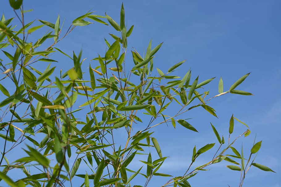 bamboo, au gratin, blue sky, nature, garden, green foliage, HD wallpaper