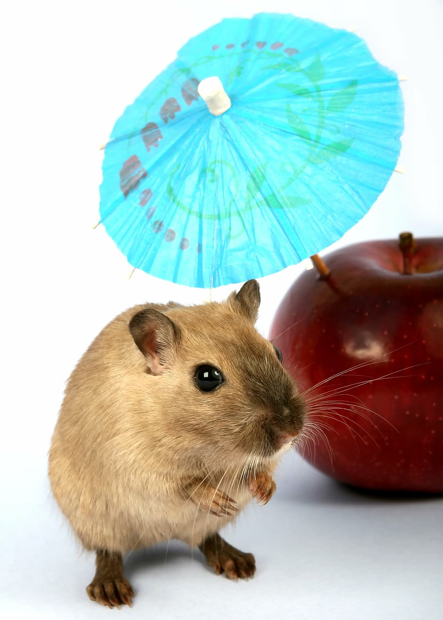 brown hamster beside honeycrisp, animal, apple, attractive, beautiful, HD wallpaper