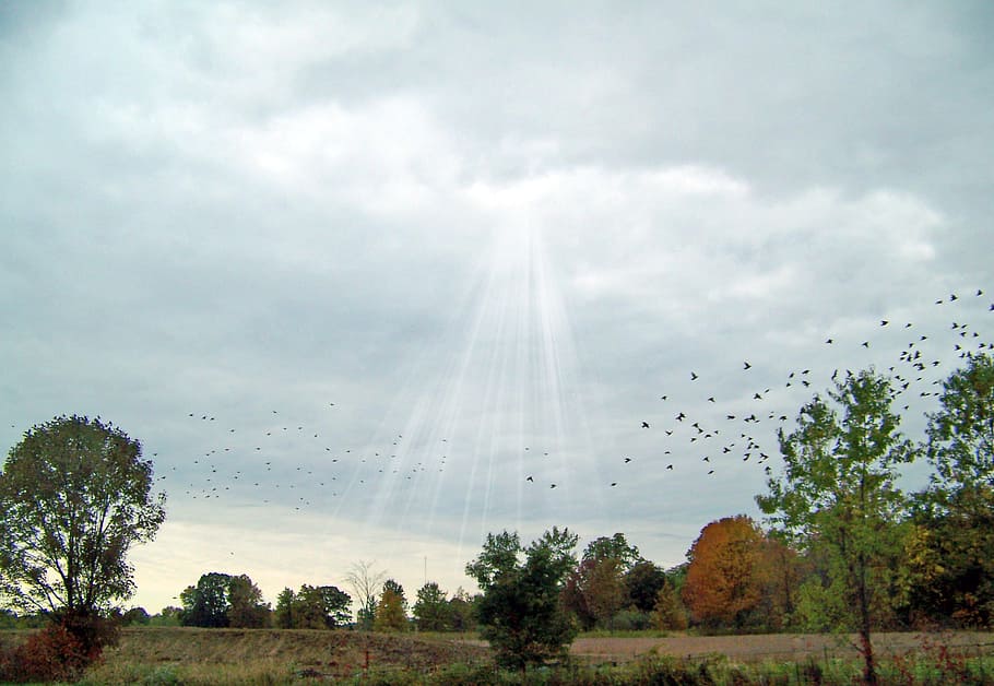 Indiana, Landscape, Field, Trees, Birds, sun, rays, day, sky HD wallpaper