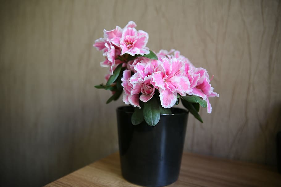 flowers, patern, backround, pink, bouquet, pink Color, plant HD wallpaper