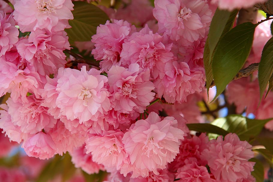 shallow focus photography of pink flowers, japanese cherry HD wallpaper