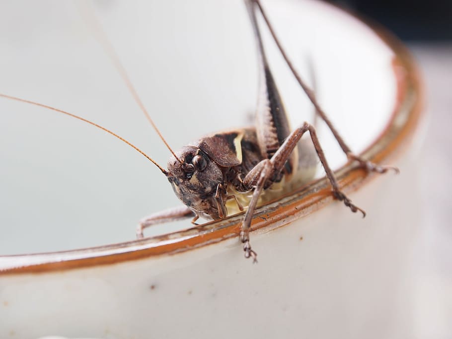 grasshopper, insect, macro, bug, invertebrate, animal themes HD wallpaper