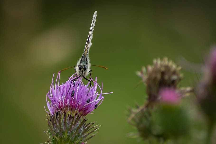 butterfly, macro, thistle, insect, probe, flowers, butterflies HD wallpaper