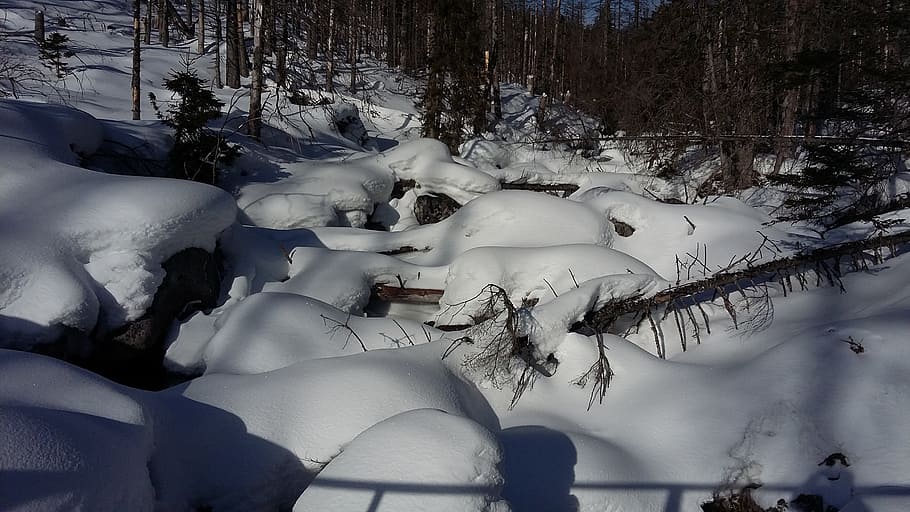 tatry, winter, sun, snow, cold temperature, tree, plant, nature HD wallpaper