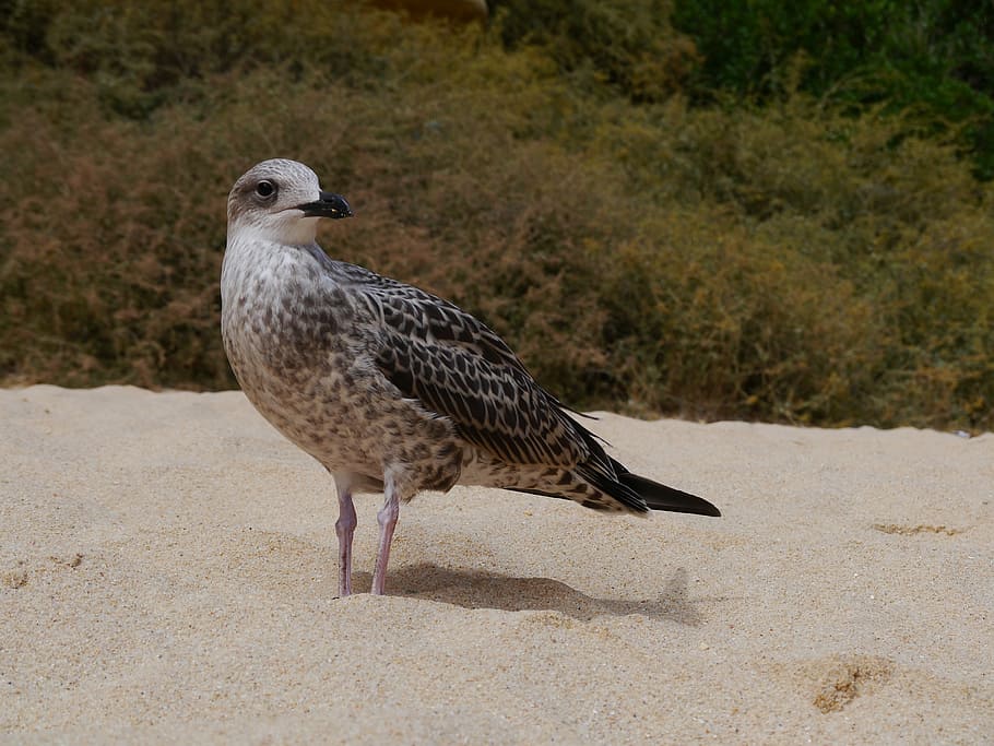 Seagull, Beach, Bird, Sand, animal, nature, animals And Pets HD wallpaper