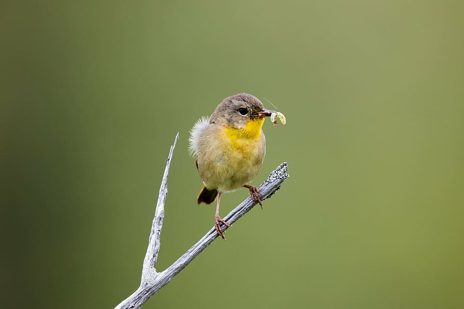 selective focus photography of yellow bird on grey tree branch HD wallpaper