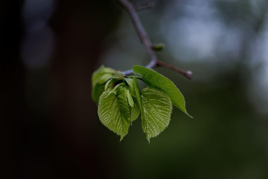 selective focus photography of tree leaves, shallow focus photo of green leaf HD wallpaper