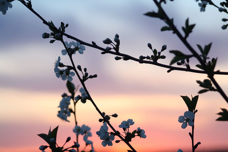 petaled flower silhouette under golden hour, spring, bloom HD wallpaper