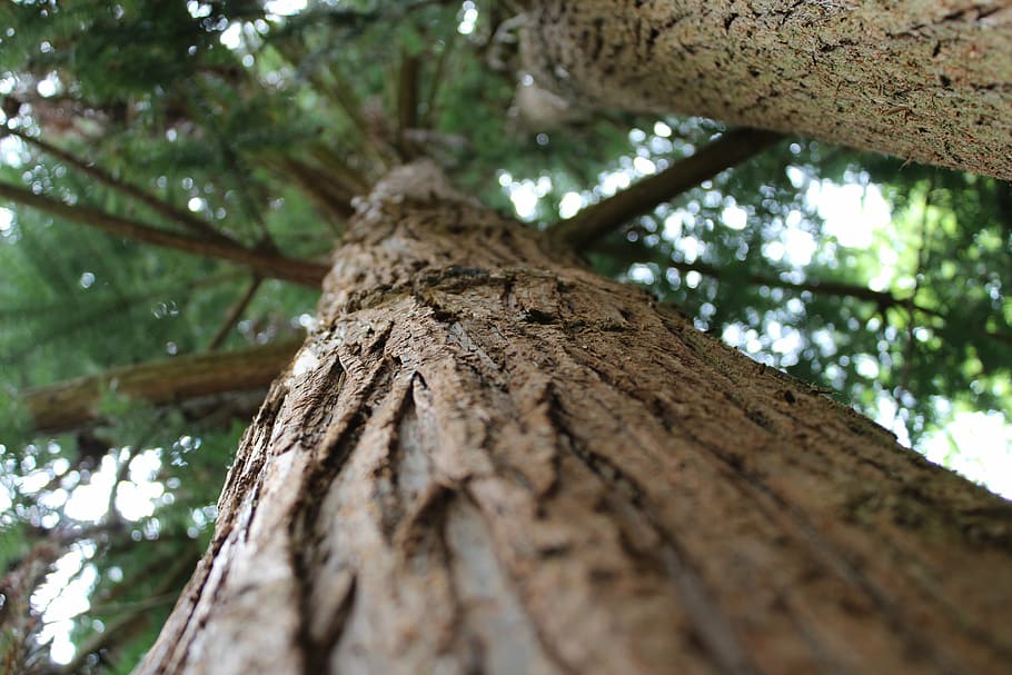 tree, evergreen, bark, nature, forest, outdoor, tree Trunk HD wallpaper