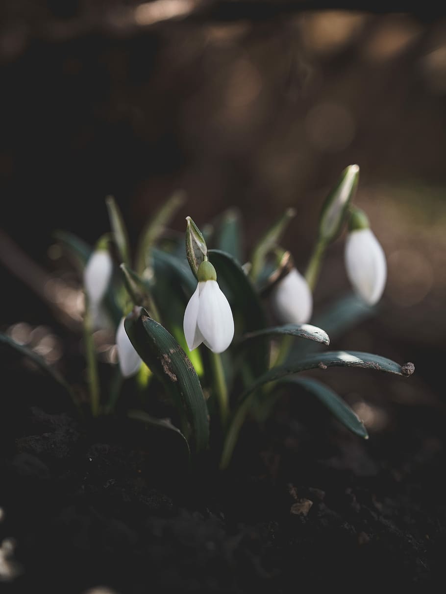 white flowers in shallow focus lens, close-up photo of white petaled flowers HD wallpaper