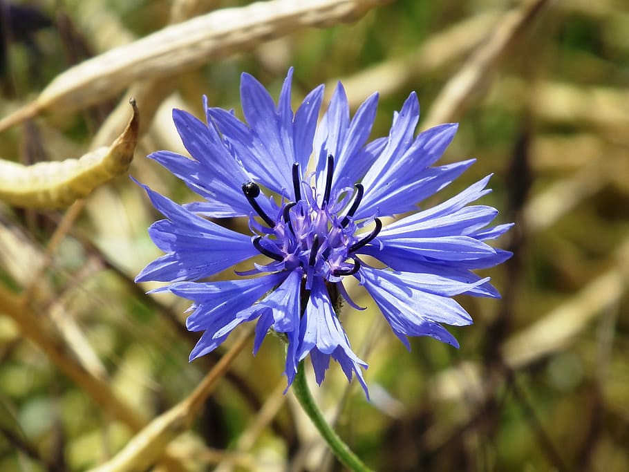 bloom, blossom, cornflower, flora, macro, nature, plant, purple HD wallpaper