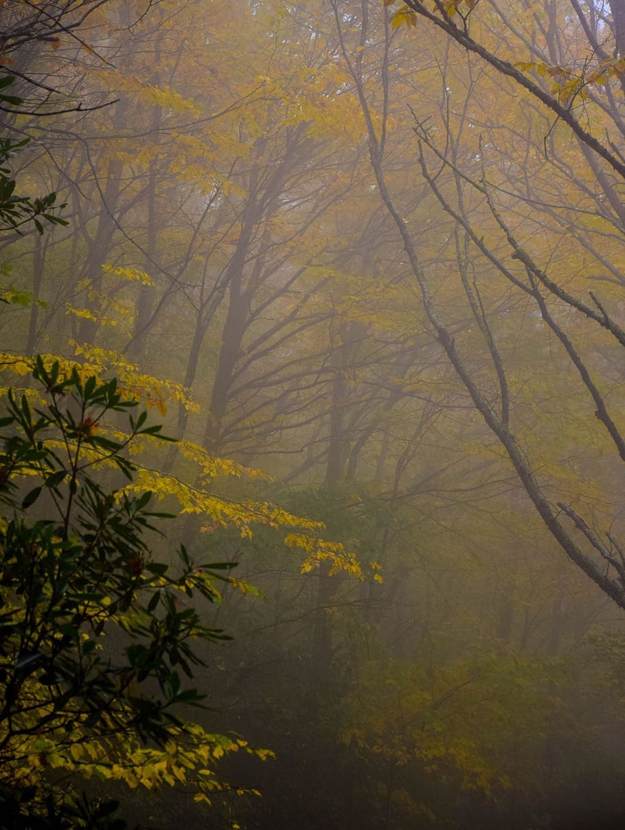 nature, forest, trees, leaves, green, yellow, fog, foggy, plant HD wallpaper