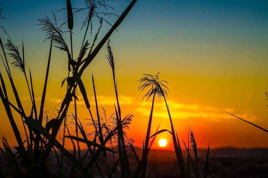 grass, plant, field, sunset, sunrise, sunlight, sunshine, orange HD wallpaper