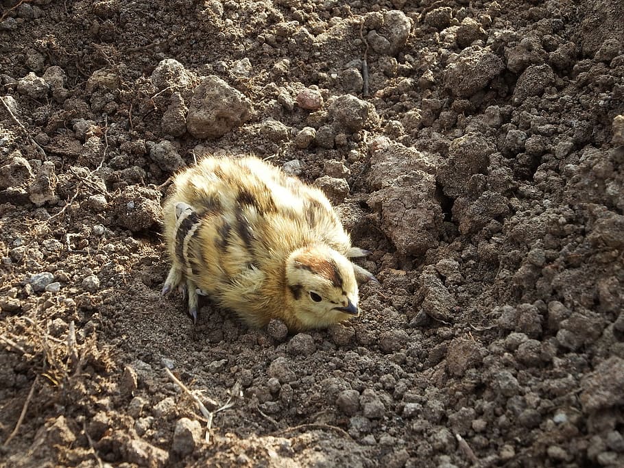 partridge, chick, chicken, bird, road, animal themes, animal wildlife HD wallpaper