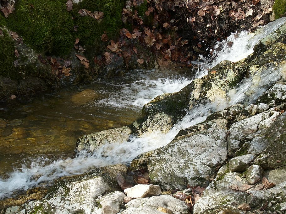 pilis, forest, tour, excursion, the forest, stream, nature HD wallpaper
