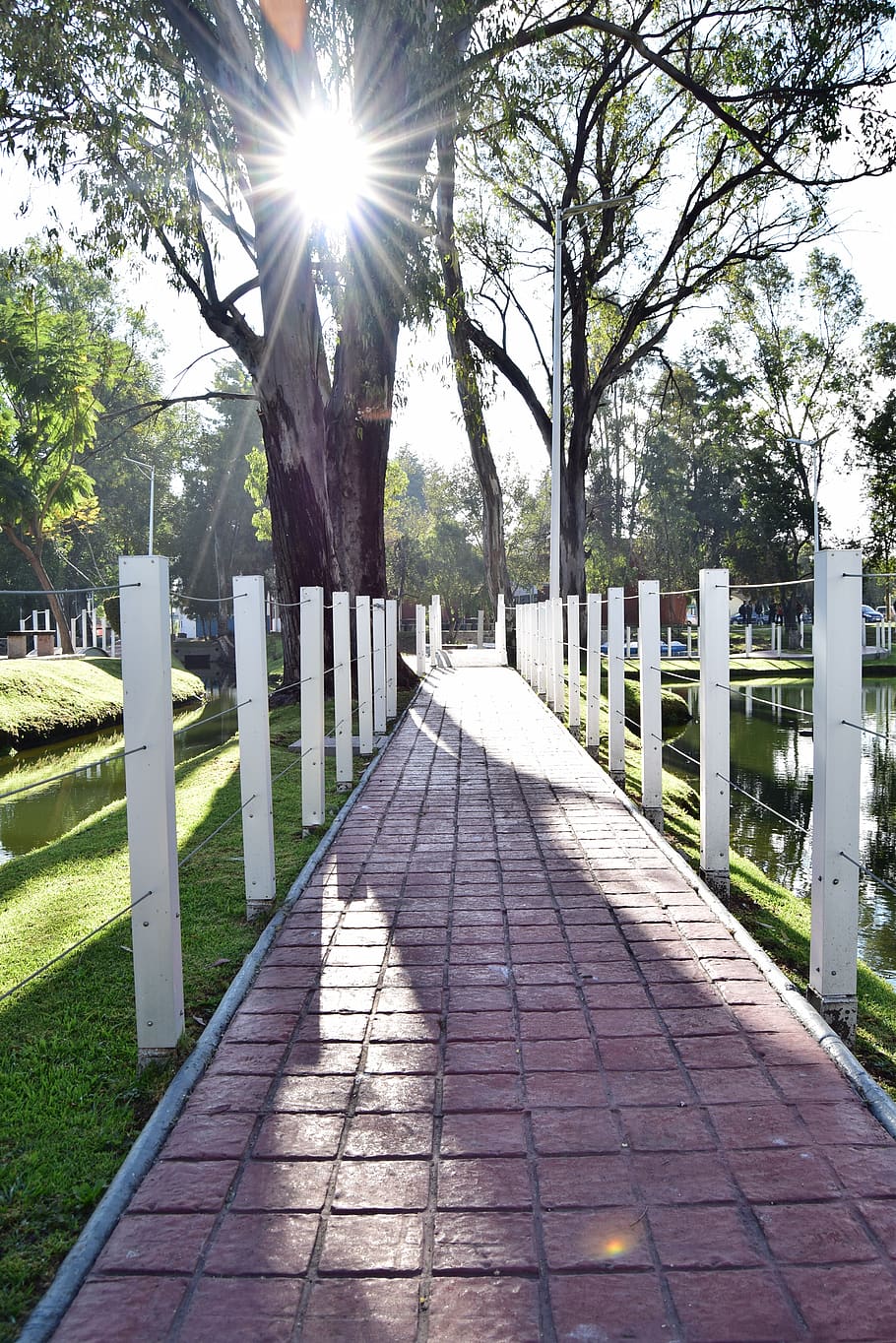 path, sun, landscape, walk, trail, trees, sunlight, nature HD wallpaper
