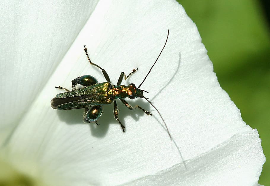 insect, bug, false oil beetle, nature, flower, invertebrate HD wallpaper