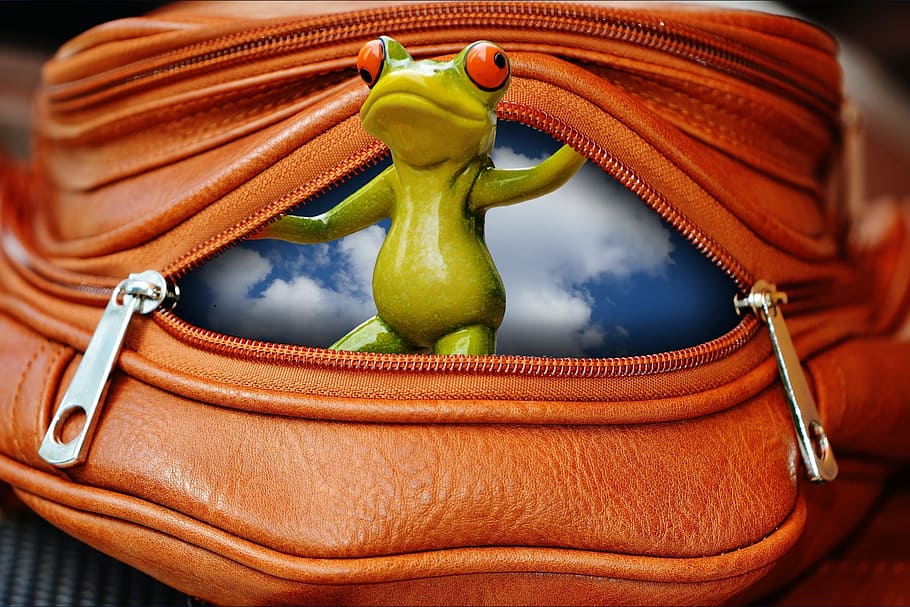 Frog, Bag, Zip, Open, Cute, Sweet, funny, no people, close-up HD wallpaper