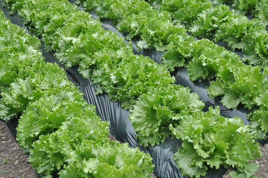 lettuce, lettuce field, green color, plant, leaf, food and drink HD wallpaper