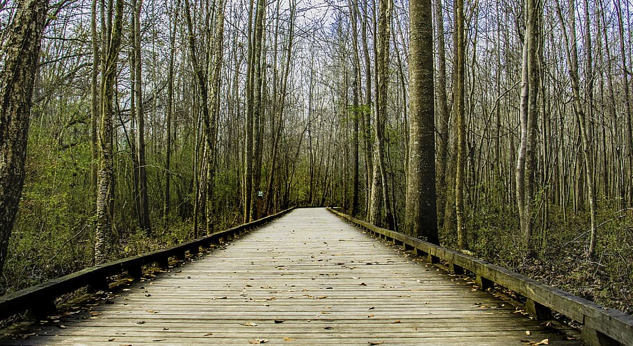 road, forest, wood, tree, the way forward, direction, plant HD wallpaper