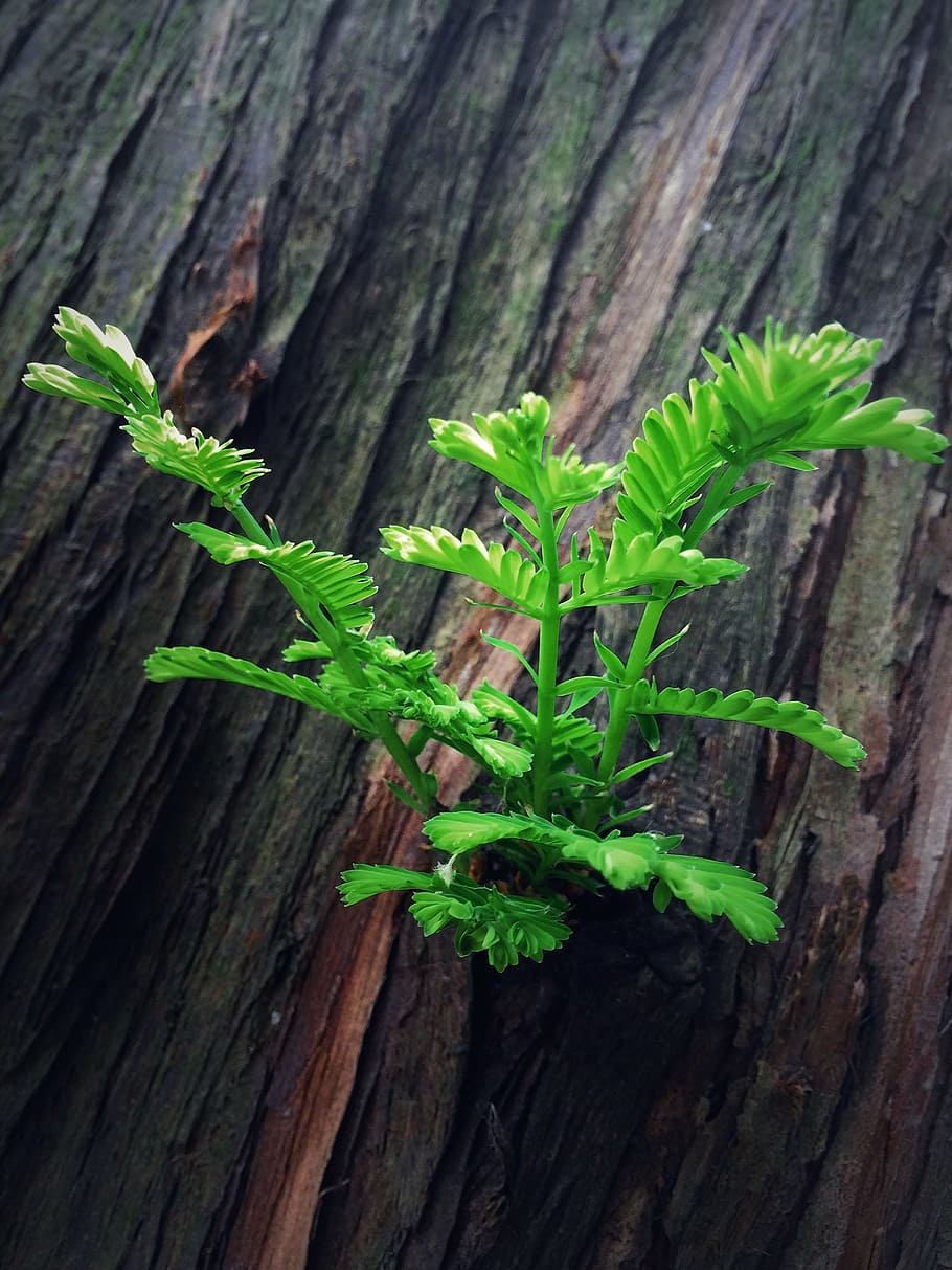 cedar, forest, leaves, spring, tree, trunk, sprigs, nature HD wallpaper