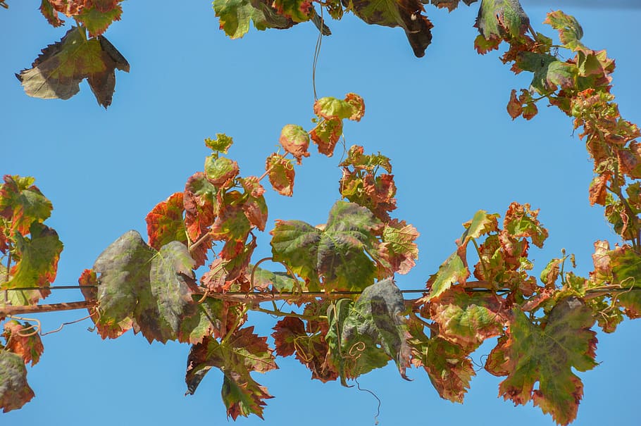 leaf, tree, flora, branch, nature, outdoors, plant, sky, plant part HD wallpaper