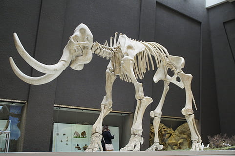 mammoth skeleton museum, exhibit, mammal, tusks, pachyderm HD wallpaper