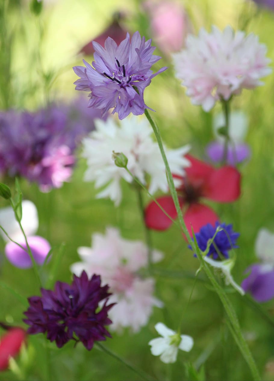 selective focus of purple petaled flower, blossom, bloom, flowering stems HD wallpaper