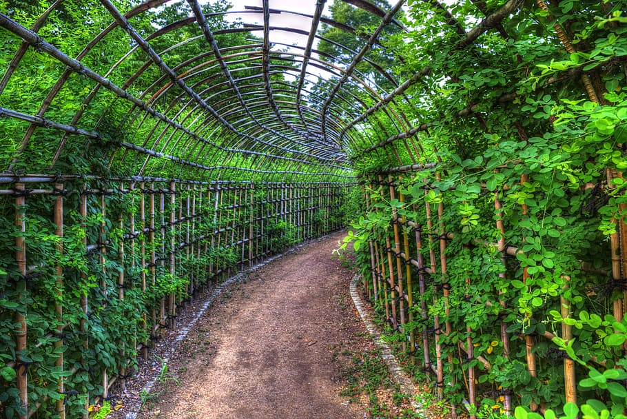 tunnel, flowers, park, future, their destination, opaque, plant HD wallpaper