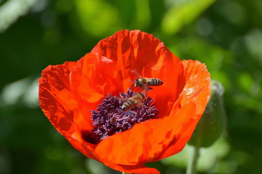 Bee on poppy 1080P, 2K, 4K, 5K HD wallpapers free download | Wallpaper ...