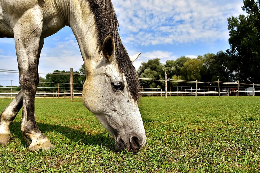 white horse eating grass, mold, coupling, meadow, wildlife photography HD wallpaper