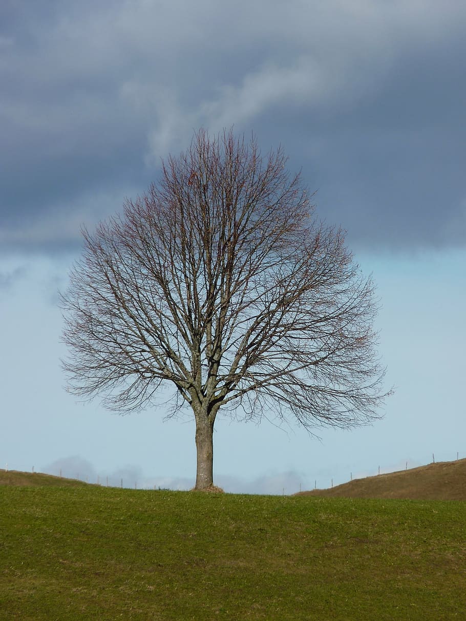 tree, nature, winter, sky, bare tree, land, field, cloud - sky HD wallpaper