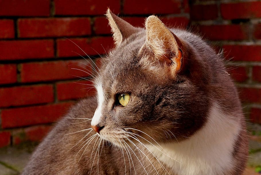 close-up photo of short-fur brown cat, cat face, head, noble HD wallpaper