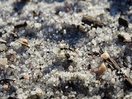 ant, anthill, sand, land, no people, day, selective focus, nature HD wallpaper