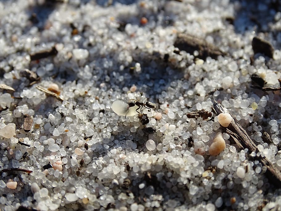 ant, anthill, sand, land, no people, day, selective focus, nature HD wallpaper