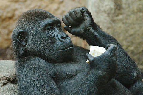 orangutan holding food, monkey, gorilla, eat, zoo, animal, wild animal HD wallpaper