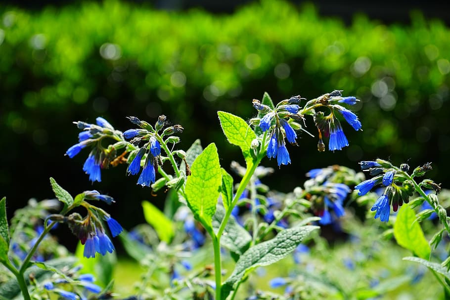 flowers, blue, rough comfrey, symphytum asperum, caucasus feverfew, HD wallpaper